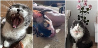 Курйозні фото домашніх котів від їхніх власників 