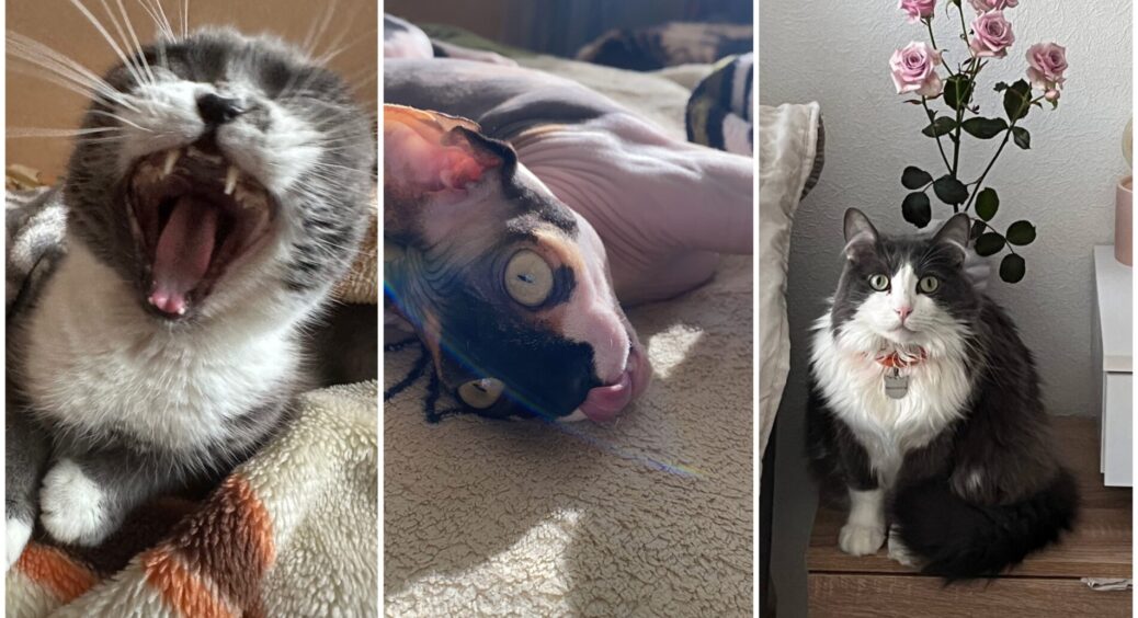 Підбірка кумедних фото котів: 3-тя фотографія — найсмішніша (ФОТО) 