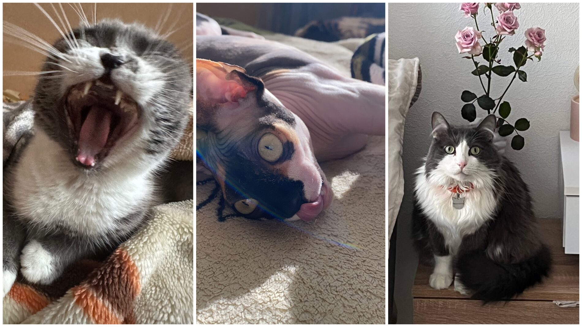 Курйозні фото домашніх котів від їхніх власників 