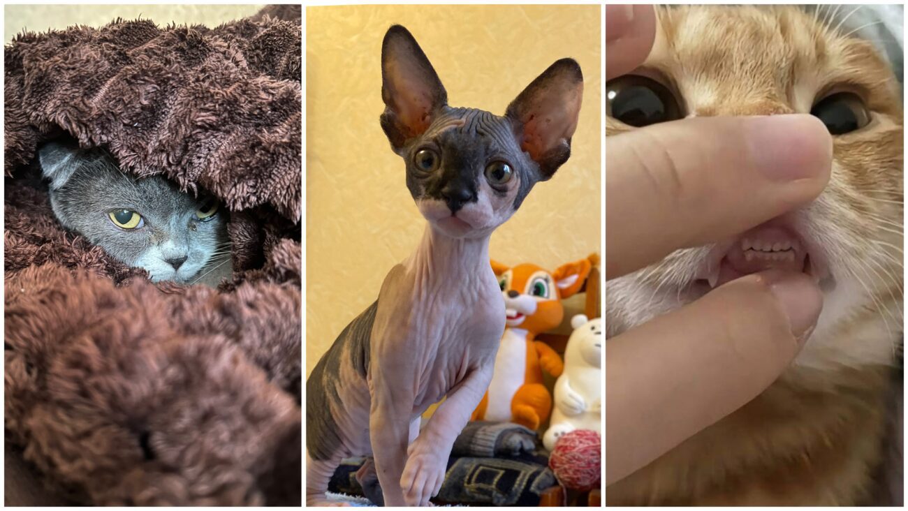 Курйозні фото домашніх котів від їхніх власників 