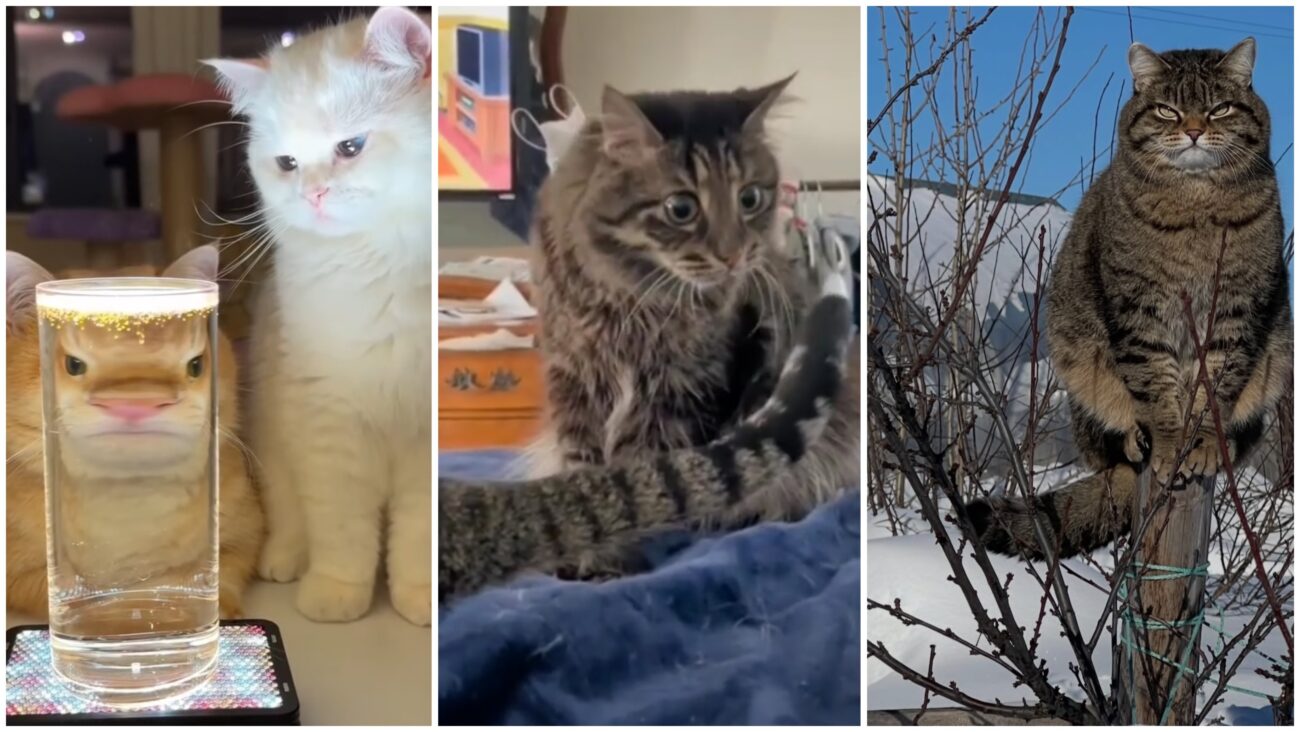 Курйозні фото домашніх котів від їхніх власників 
