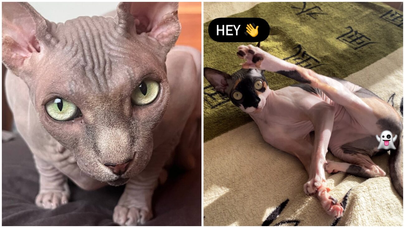 Курйозні фото домашніх котів від їхніх власників 