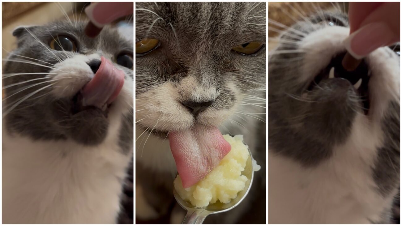 Курйозні фото домашніх котів від їхніх власників 