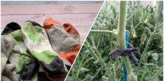 Городники розповіли, як можна використовувати статі шкарпетки на дачі 