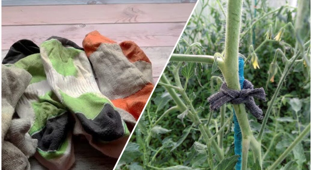 3 способи, як використовувати старі шкарпетки на дачі — не “дурниці”, а спосіб зекономити і полегшити роботу 