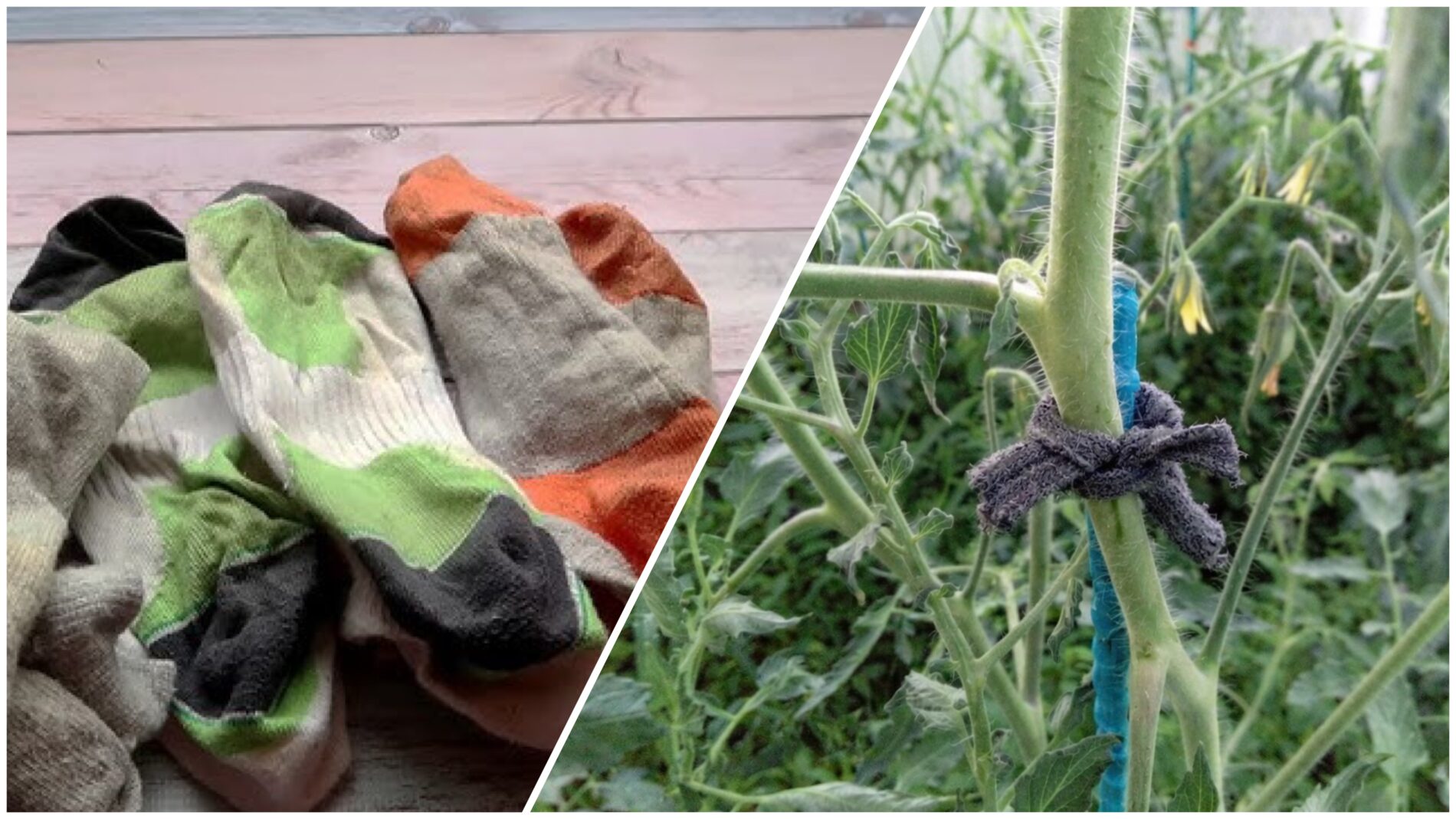 Городники розповіли, як можна використовувати статі шкарпетки на дачі 