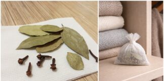 Господині розповіли, навіщо класти у шафу лавровий лист з гвоздикою 