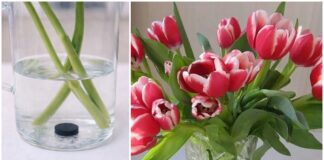 Господині розповіли, що додати у воду, аби букет квітів стояв довше 