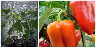 Городники розповіли, як вберегти розсаду перців від сонячних опіків 