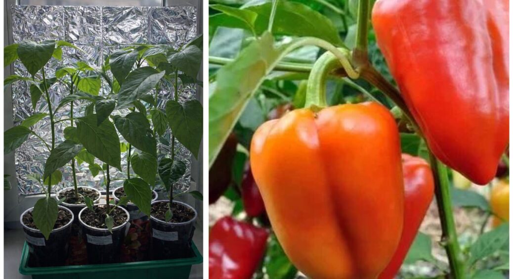 Фольгу від шоколадок бережу як зіницю ока: 1 маневр, і весняне сонце моїй розсаді перців не страшне 