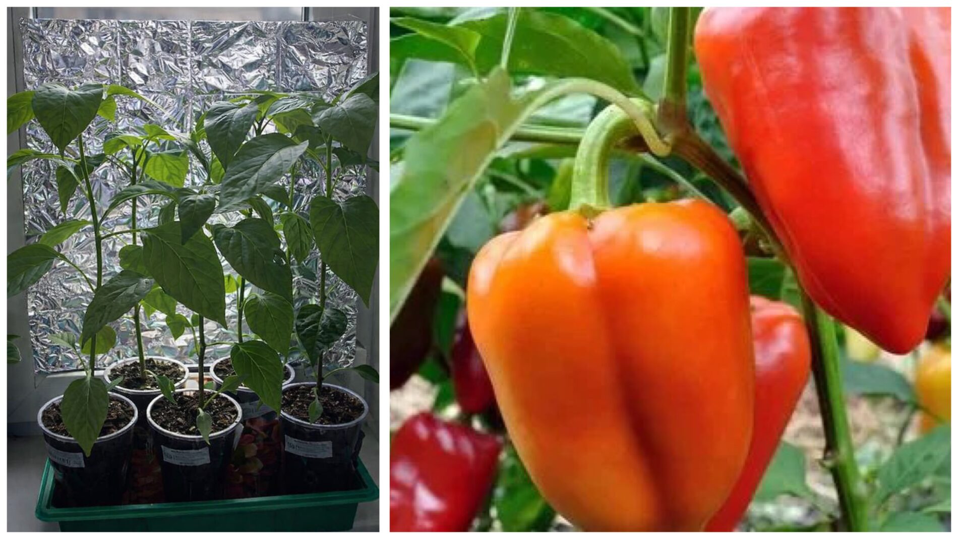 Городники розповіли, як вберегти розсаду перців від сонячних опіків 