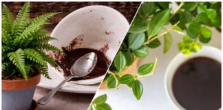 Господині розповіли, як правильно поливати домашні квіти залишками кави 