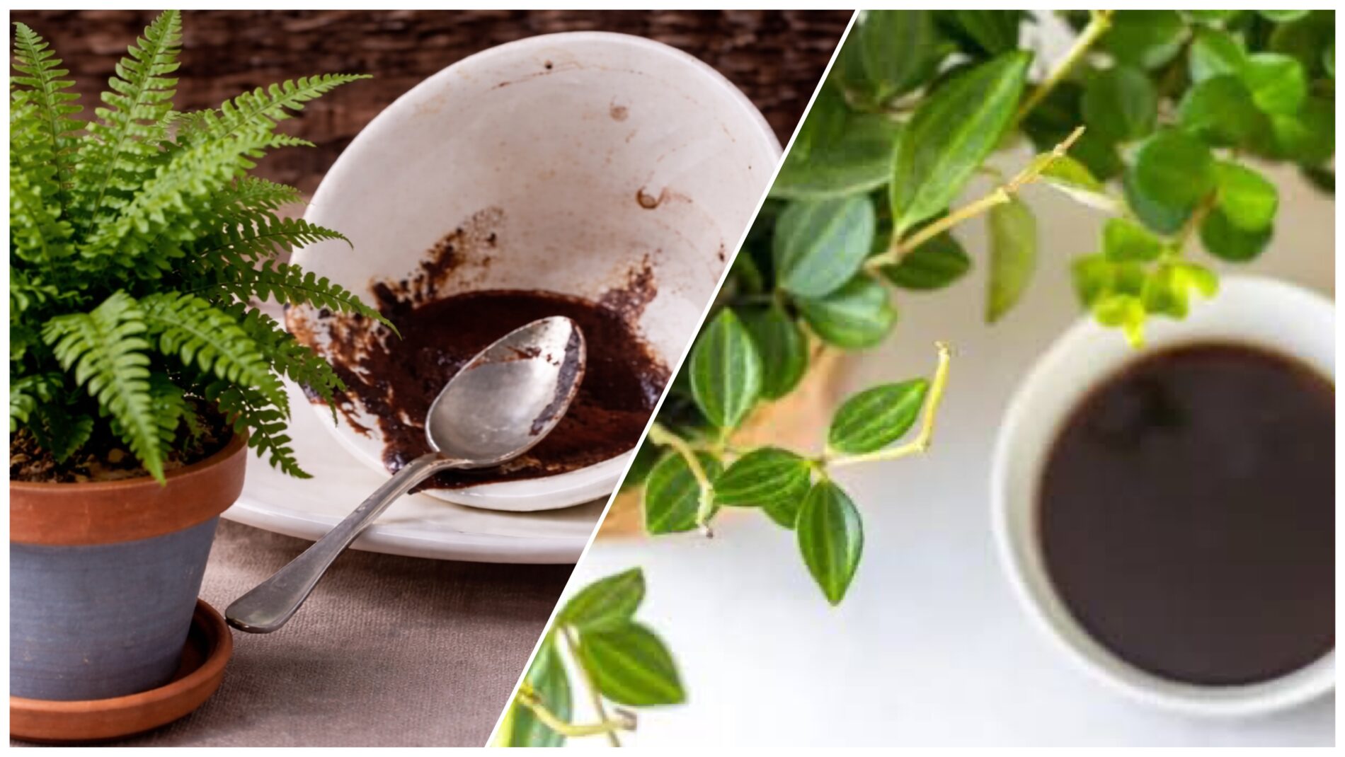 Господині розповіли, як правильно поливати домашні квіти залишками кави 