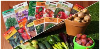 Городники розповіли, яке насіння краще не купляти для висадки у відкритий ґрунт  