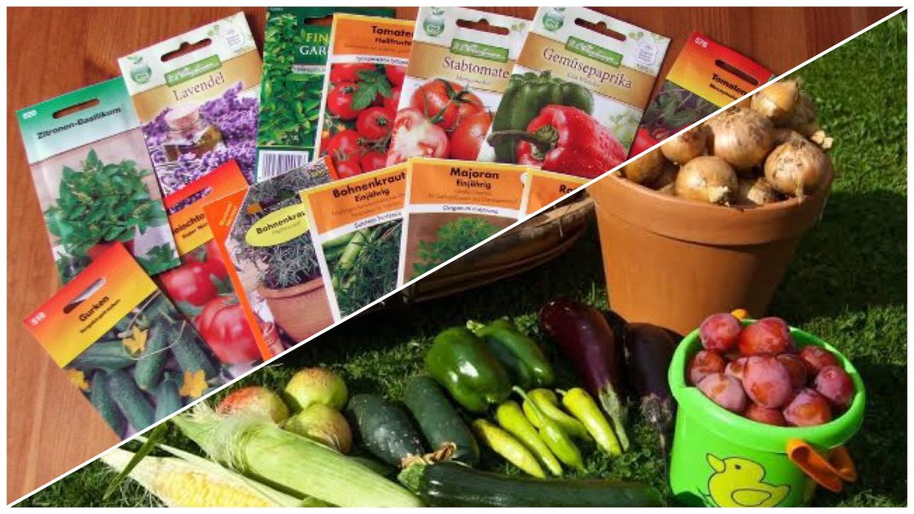 Городники розповіли, яке насіння краще не купляти для висадки у відкритий ґрунт  