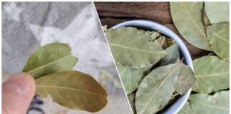 Господині розповіли, навіщо класти лавровий лист під подушку 