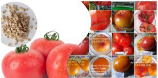 Городники назвали два врожайні сорти томатів для сезону 2026 