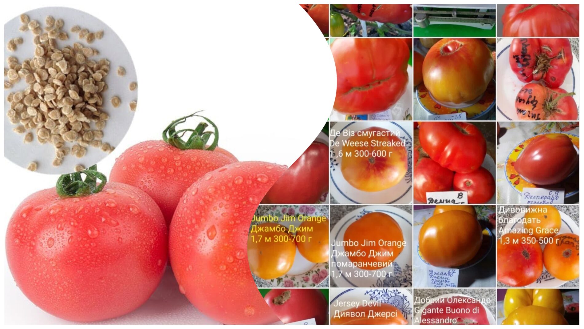 Городники назвали два врожайні сорти томатів для сезону 2026 