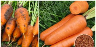 Городники назвали найврожайніший сорт моркви на цей сезон 