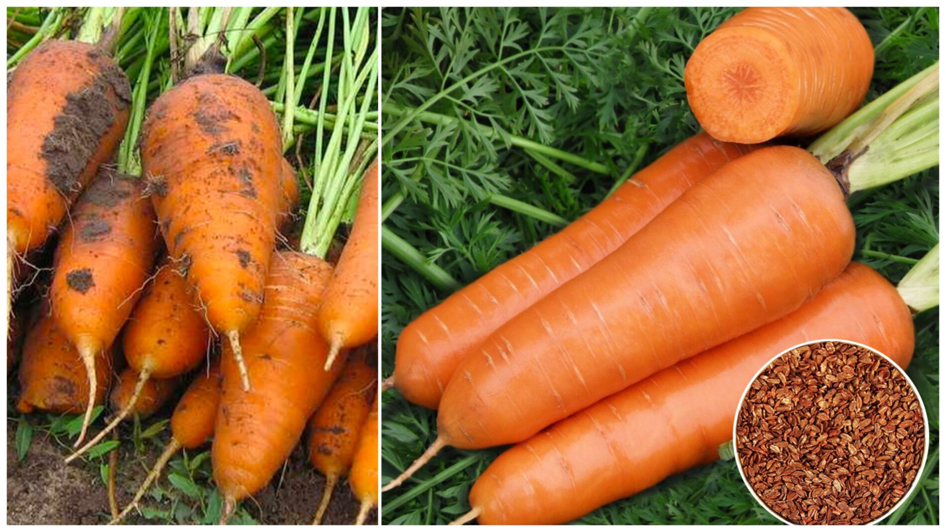 Городники назвали найврожайніший сорт моркви на цей сезон 