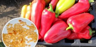 Городники назвали врожайний сорт перцю на сезон 2026 