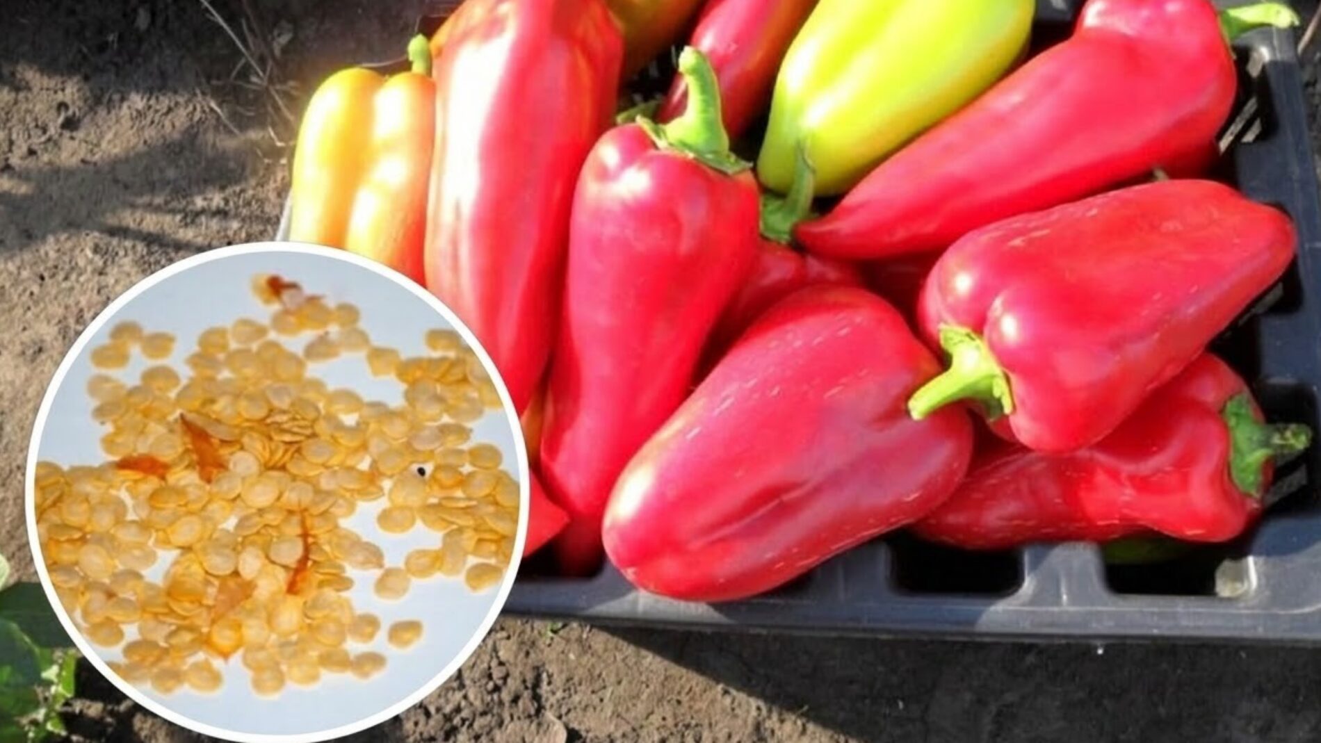 Городники назвали врожайний сорт перцю на сезон 2026 