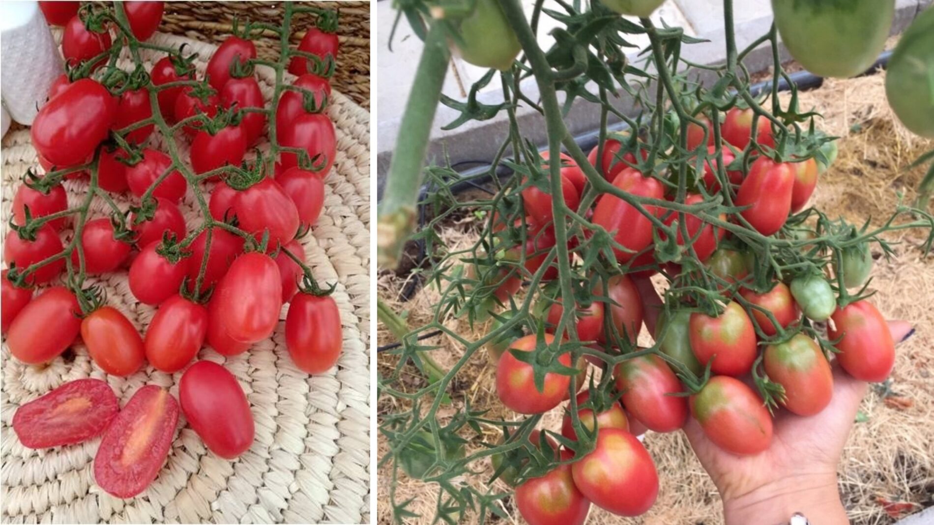 Городники назвали врожайний сорт томатів, які ростуть буквально гронами 