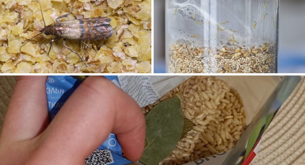 Харчова міль більше не буде жерти ваші крупи: засіб коштує менше 1 чашки кави, а за ефект я б дала й 1 млн 