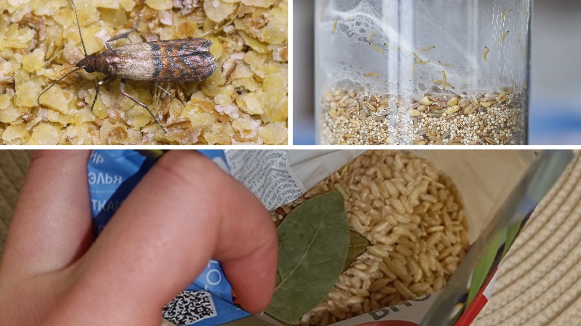 Господині розповіли, як позбутися харчової молі, яка заводиться у крупах 