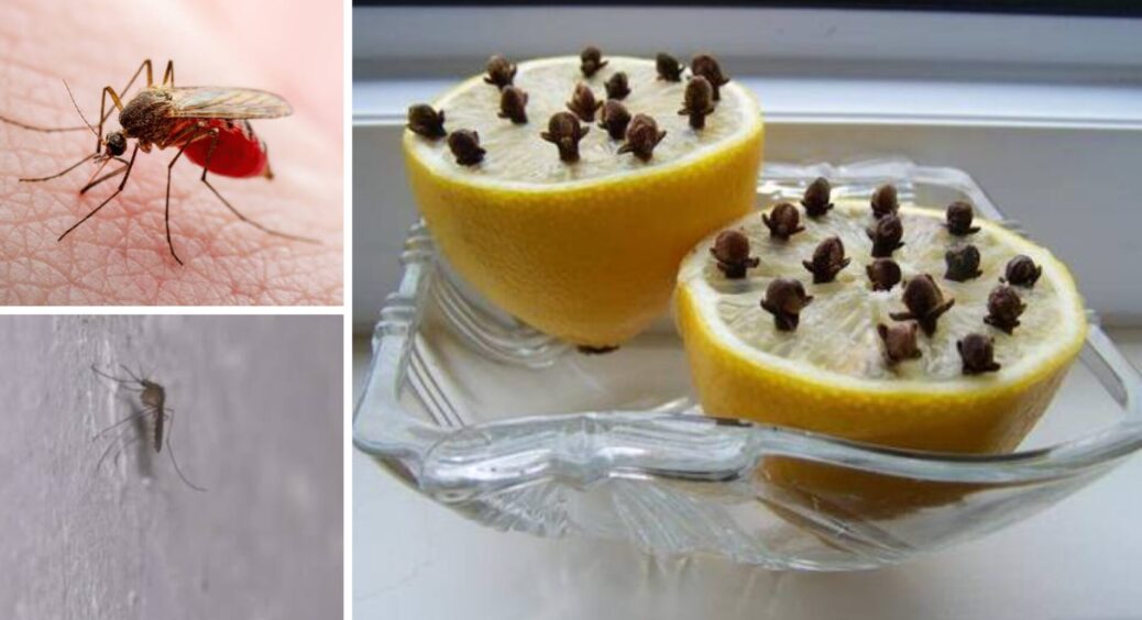 Тільки середина березня, а в хату вже пробираються комарі: поставила 1 шт на вікно — зникли всі “дзижкі” 