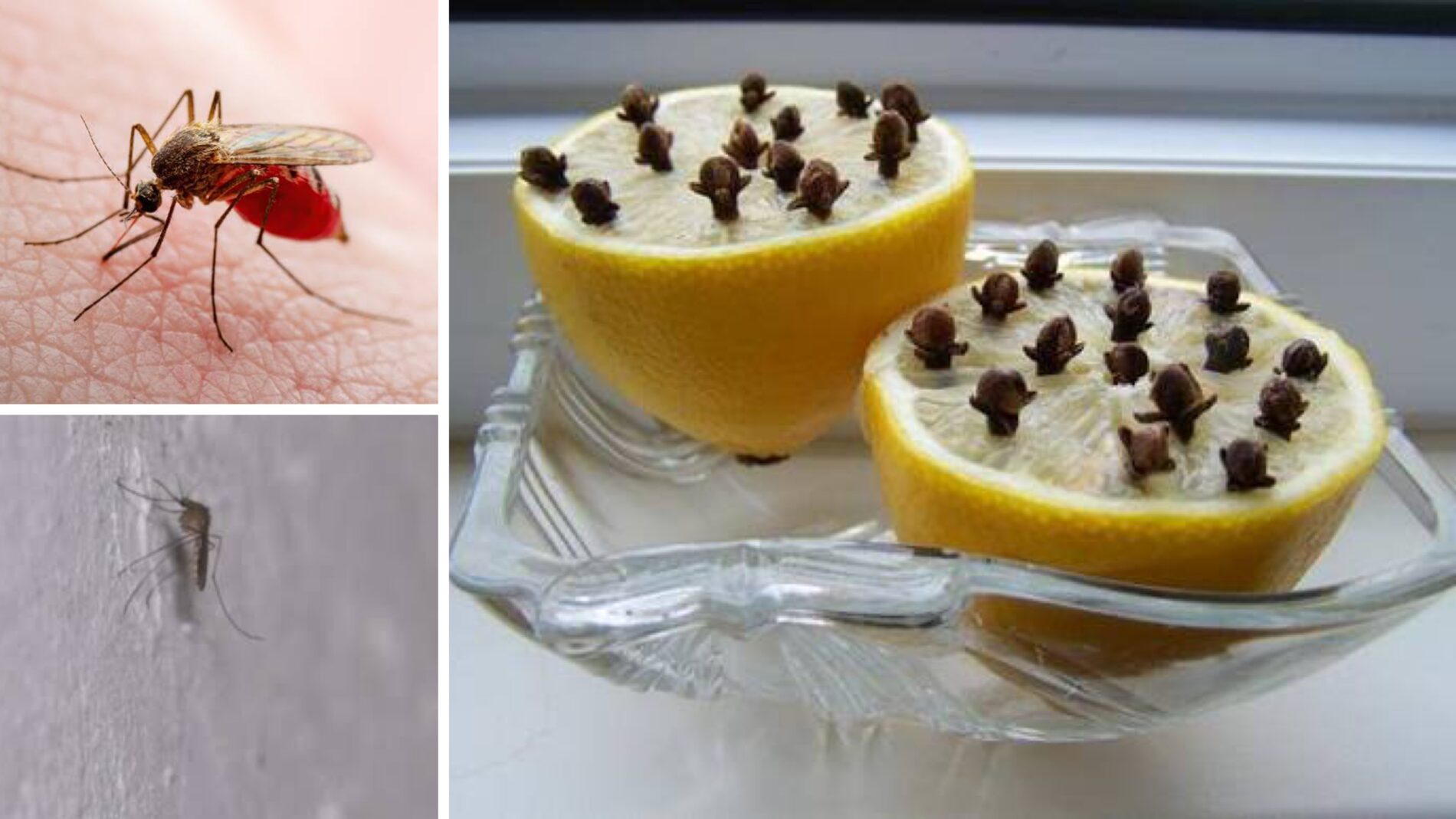 Господині розповіли, як зробити натуральний відлякувач від комарів 