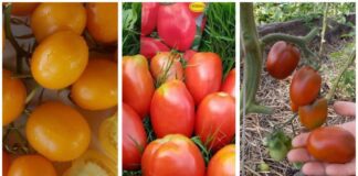 Городники назвали врожайний сорт томатів, який стійкий до фітофтори 