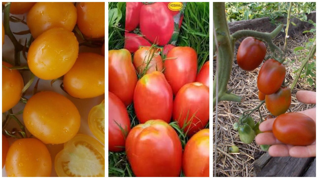Городники назвали врожайний сорт томатів, який стійкий до фітофтори 