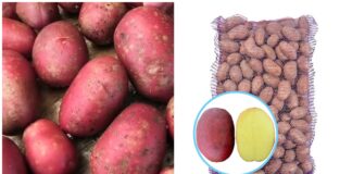 Городники назвали врожайний сорт картоплі, який ще кращий за Белларозу 