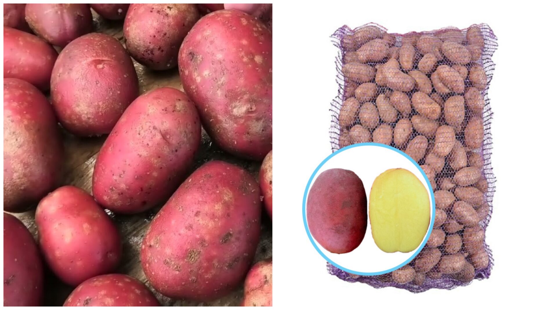 Городники назвали врожайний сорт картоплі, який ще кращий за Белларозу 