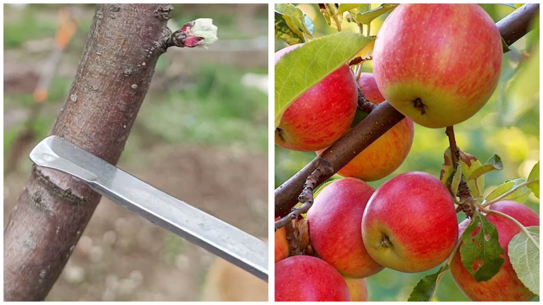 Садівники розповіли, як змусити яблуню плодоносити щороку 