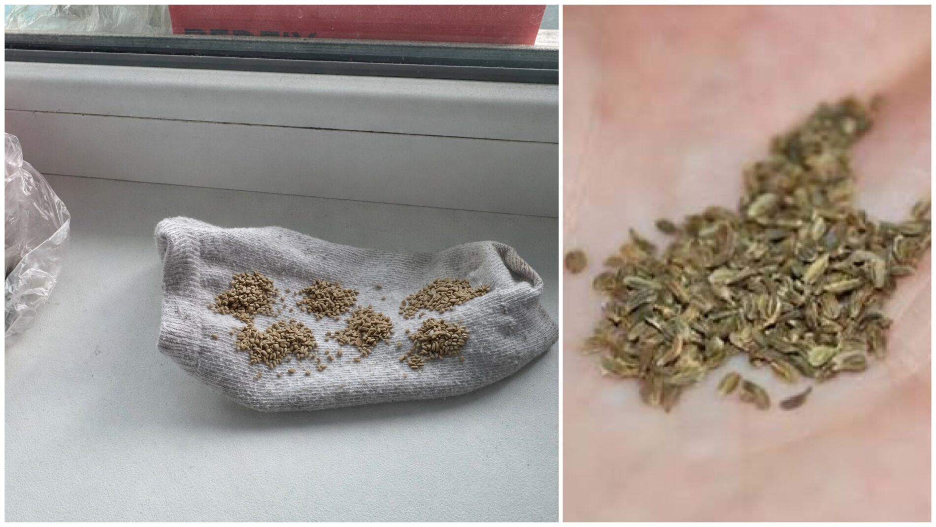 Городники розповіли лайфхак, як садити моркву, щоб її не проріджувати 