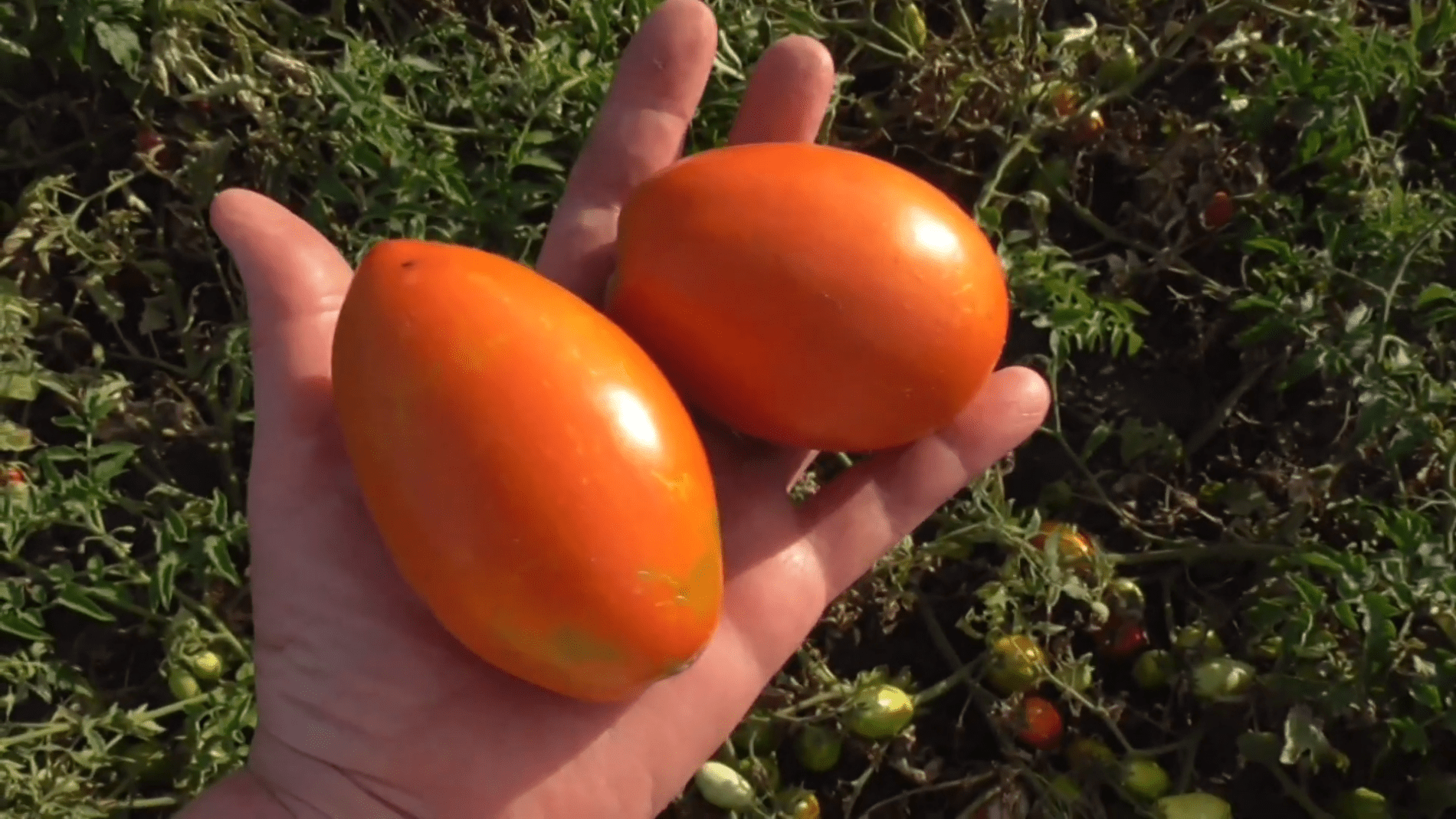 Городники назвали найкращі сорти томатів для городу. Фото: YouTube/УЗВАР
