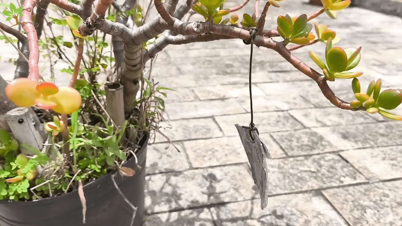 Садівники розповіли, як захистити рослини на дачі з допомогою фольги