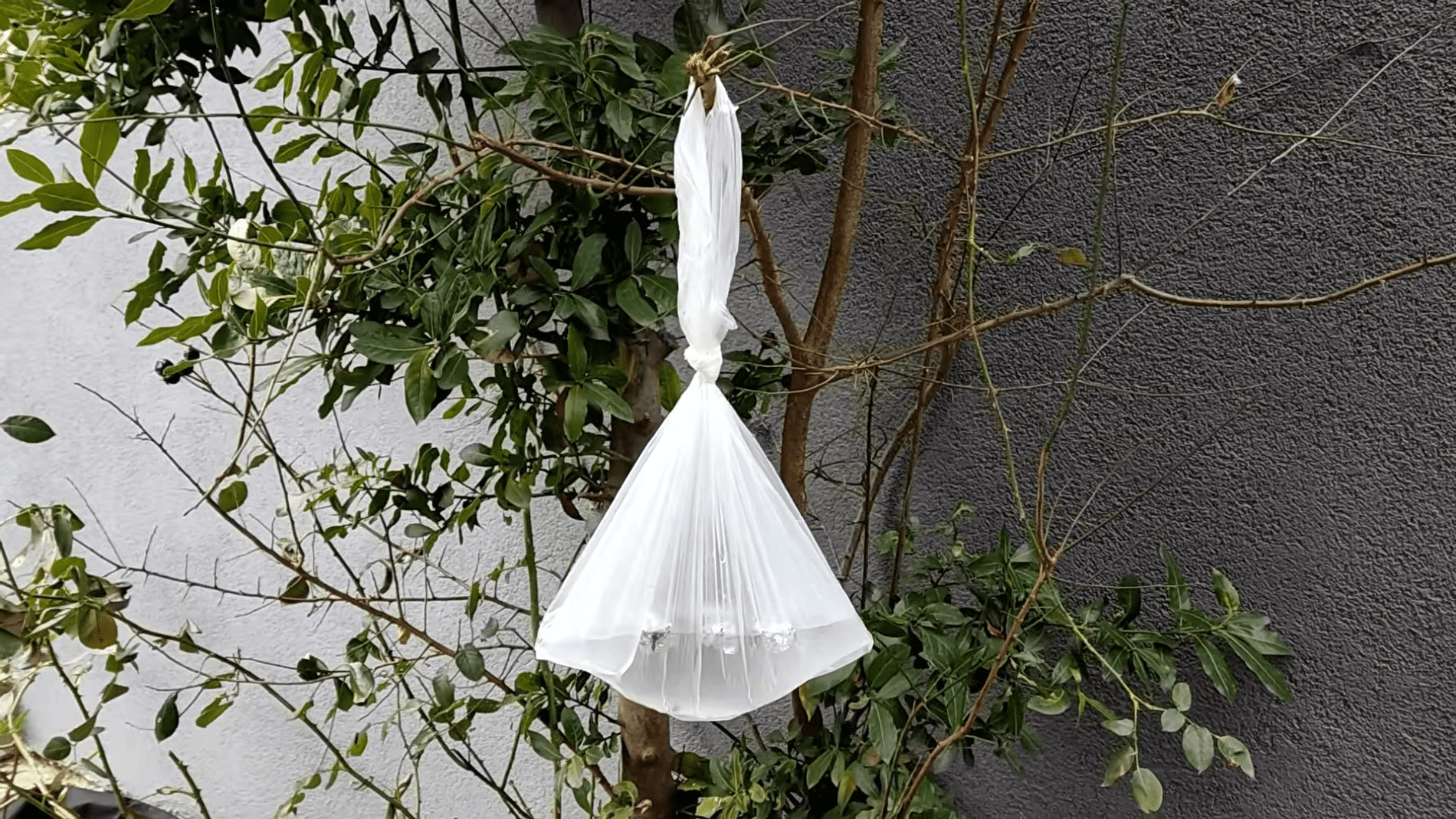 Експерти розповіли, як легко відлякати комах у саду