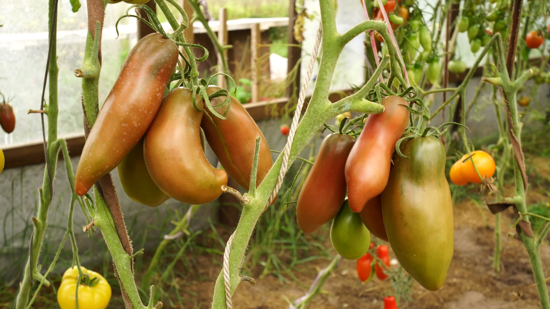 Городники розповіли про цікаві сорти темних томатів