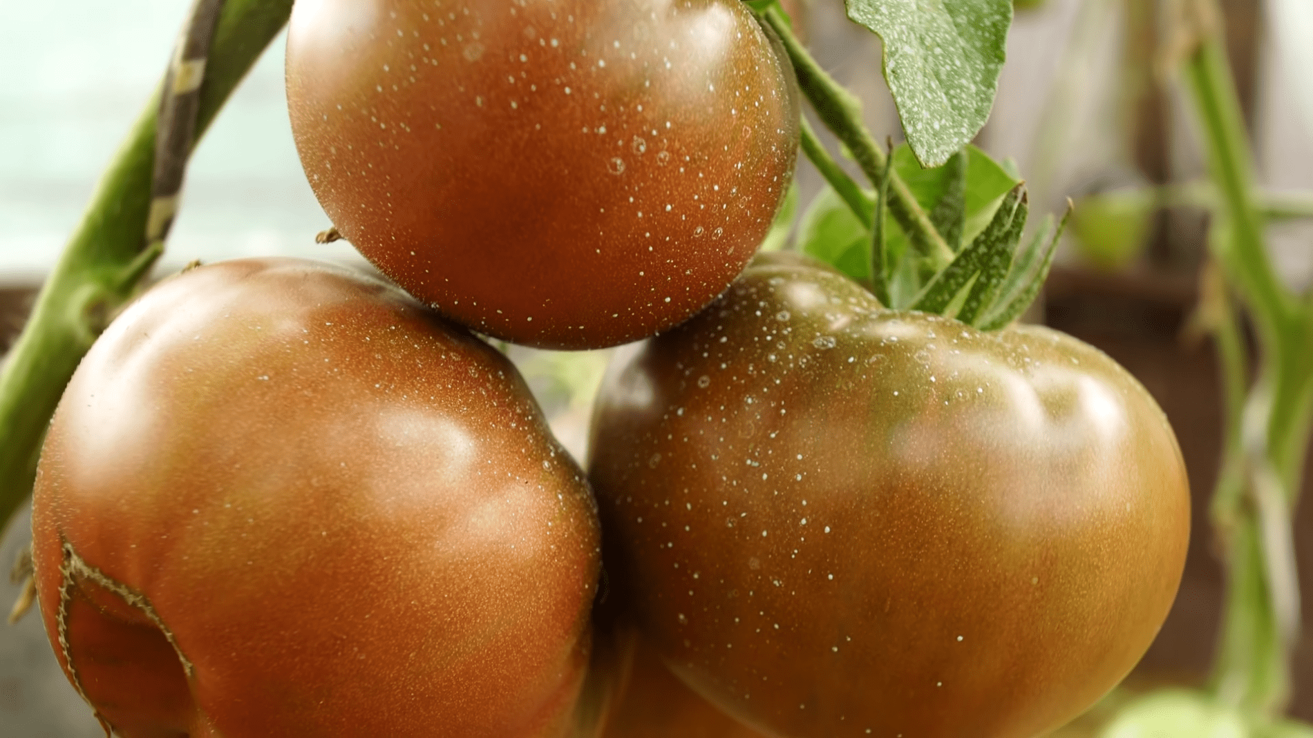 Городники розповіли про цікаві сорти темних томатів