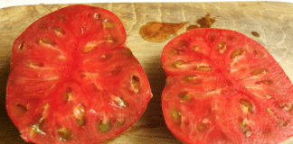 Дачники розповіли про найсмачніші темноплідні сорти томатів