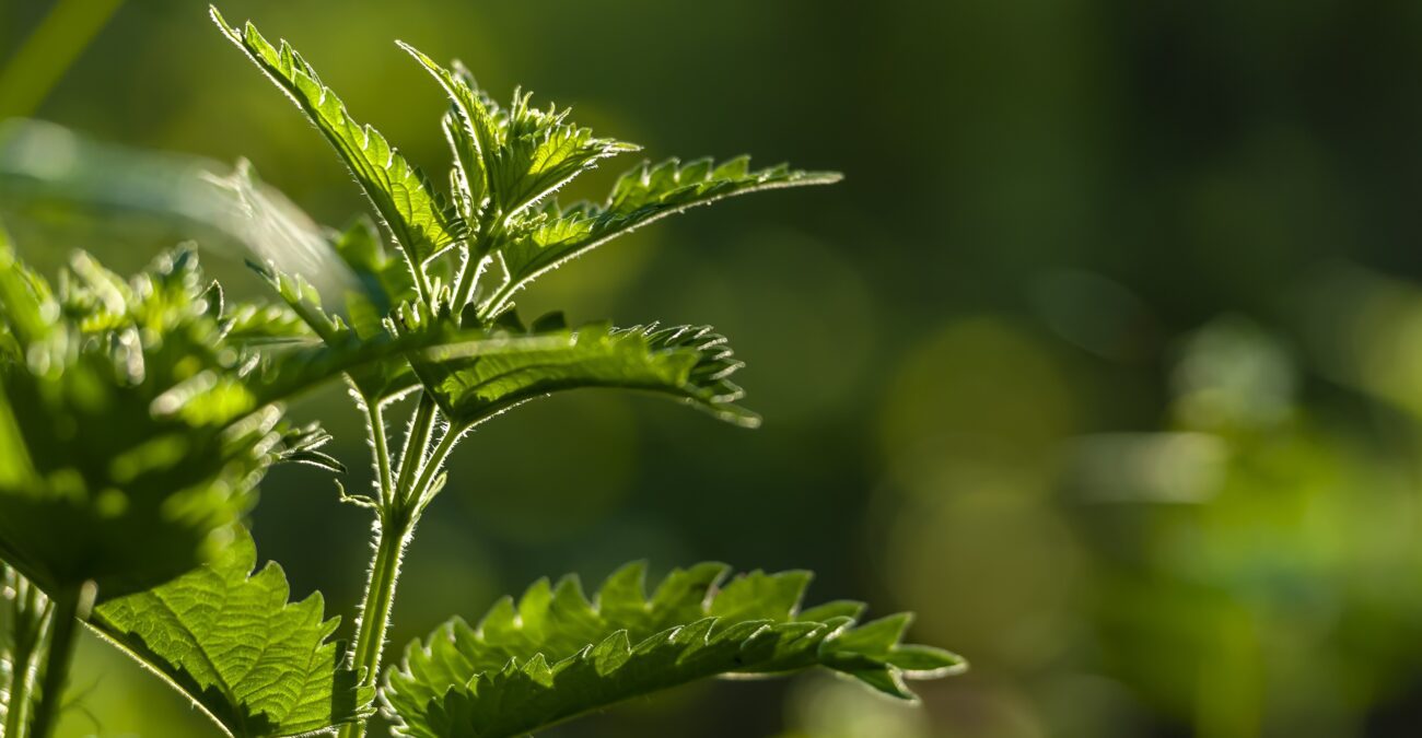 Городники розповіли, навіщо класти кропиву під кущі томатів. Фото: Freepik