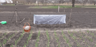 Дачники розповіли, що краще обрати для парника – плівку чи агроволокно