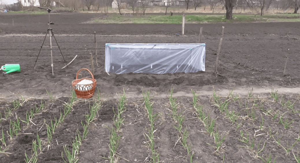 Плівка чи агроволокно для парника – що краще: відповідь здивувала мою куму з 10-річним стажем дачі 