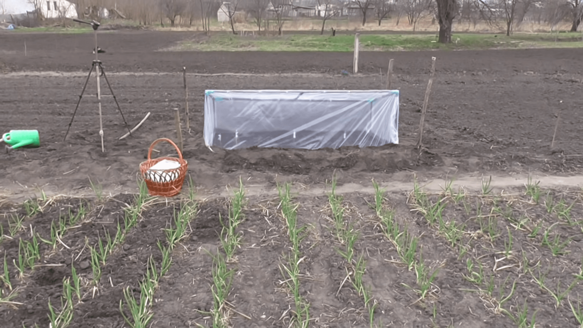 Дачники розповіли, що краще обрати для парника – плівку чи агроволокно