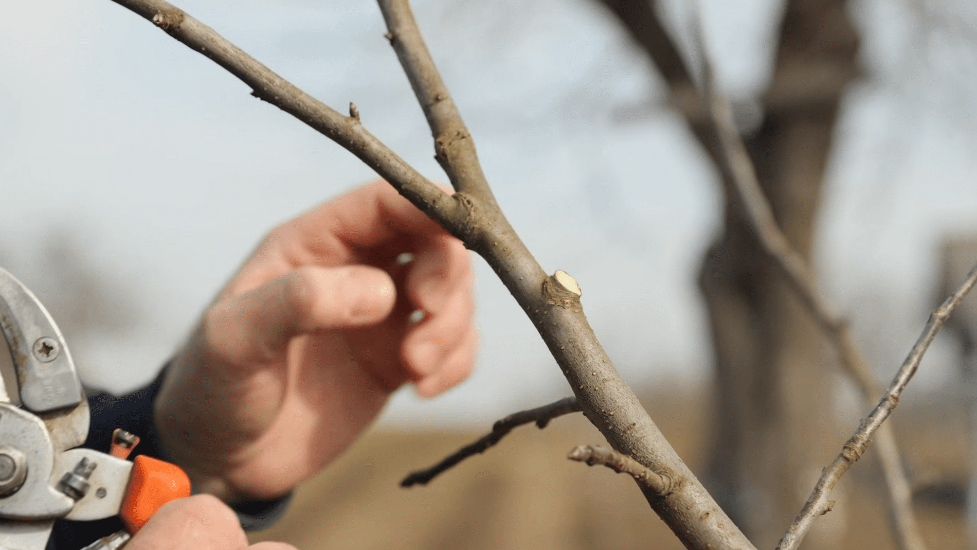Експерти розповіли про догляд за плодовим садом після зими