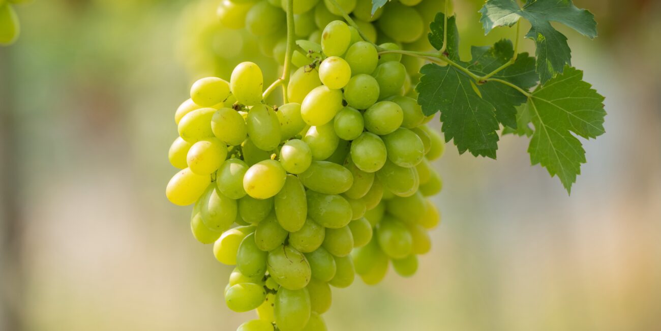 Садівники поділилися схемою підживлення винограду навесні. Фото: Freepik