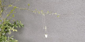 Городники назвали цікавий спосіб відлякати комах та шкідників на ділянці